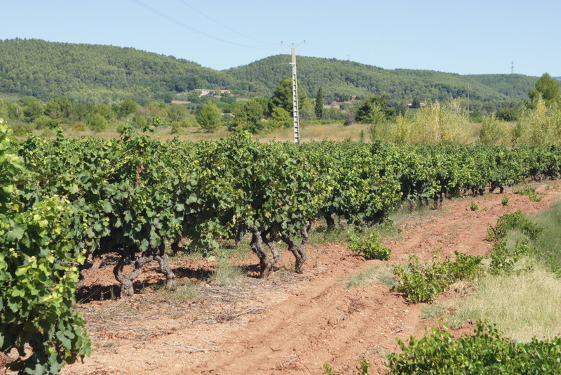 SONY DSC